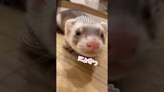 スリッパからフェレットが生えた#フェレット#ferret#イタチ#shorts