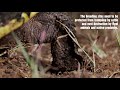 white throated snapping turtle