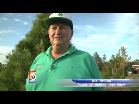 Local Christmas tree farm Local Christmas tree farm
