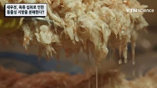 육류 섭취로 인한 동물성 지방, 새우젓이 분해한다 / YTN 사이언스