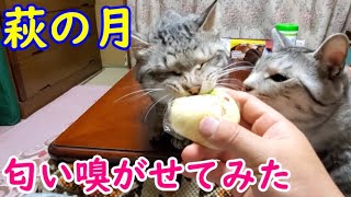 はじめての萩の月♪食いしん坊猫のクルはバニラの香りで豹変しました(笑)