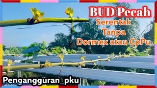 Bagaimana Cara Menumbuhkan Bud Serentak Tanpa Bahan Kimia || Menumbuhkan Bud Serentak tanpa Dormex