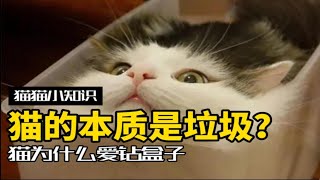 猫的本质是垃圾？小猫咪为什么爱钻垃圾桶和箱子？