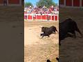 Toro de Victorino Martín..Heras de Ayuso