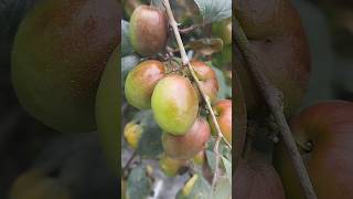 শীতের সকালে কাশ্মিরী কুল | Fresh Kashmiri Plum | FRESH FOOD BD | #shorts