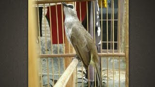 Trucukan Betina Untuk Memancing Bunyi Trucukan Anda Pasti Akan