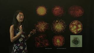 Data Visualization: Buyer Beware