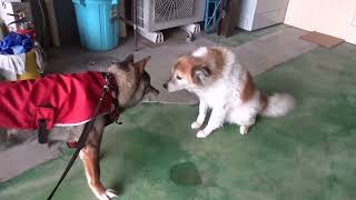 四国犬テツ　愛しのジャムちゃんに会いに行く♡