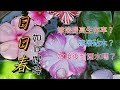 日日春／長春花如何嫁接