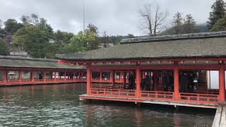 広島・宮島・厳島神社鳥居⛩修復中