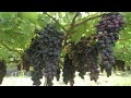 tajikistan grape season