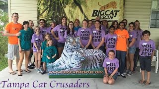 Cat Crusaders Trailer