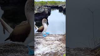 Focused Egg Care vs. Mystery Moves: The Curious Life of Blue-Footed Boobies #BlueFootedBooby