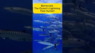 Barracuda: The Ocean’s Lightning-Fast Hunter! AquaVerse #barracuda #shorts