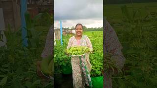 आज छत से मिली ढेर सारी सब्जियाँ #vegetableharvesting #shortvideo #viralvideo #shorts #terracegarden