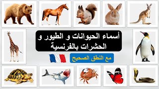 أسماء الحيوانات - الطيور و الحشرات بالفرنسية | les animaux en français