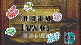 A-Level Biology - Perfect Biological Drawings in Paper 3
