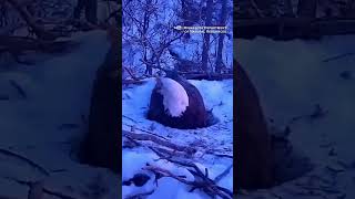 Eagle Keeps Eggs Warm Through Winter Storm