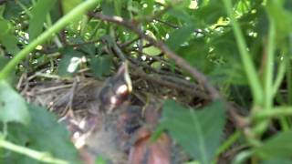 Baby Robin's recently hatched.