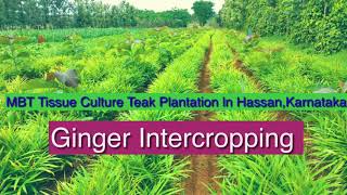 Ginger Intercrop in MBT Tissue Cultured Teak Plantation