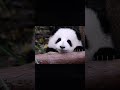 小熊猫太可爱了 熊猫 panda fubao menglan 花花