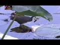 Otithi Pakhi Guest Birds at Jahangirnagar University !! Beautiful Bangladesh !! HD