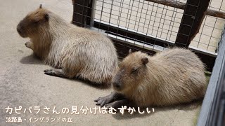 カピバラさんの見分けはむずかしい【イングランドの丘】