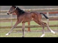 l etat colt foal contemplating his duties