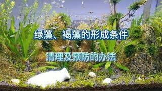 鱼缸里的绿藻及褐藻是怎样形成的，后期该怎么清理、预防和维护