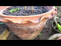 growing chilli plant at home with english subtitle