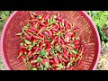 growing chilli plant at home with english subtitle