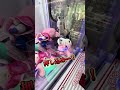 ぬいぐるみが欲しければ押し込め！ クレーンゲーム shorts short 攻略 コツ ufoキャッチャー clawmachine shortvideo