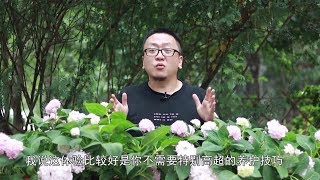 夏天種什麼花體驗更好，我盤點了4種，剩下的您來補充【坤哥玩花卉】