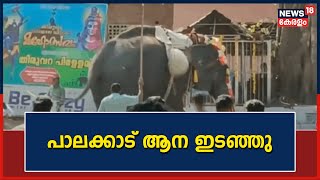 Kerala News | Palakkad ഉത്സവത്തിനിടെ ആന ഇടഞ്ഞു; 6 Bikeകൾ തകർത്തു | Kizhakkancherry | Elephant