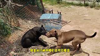 卡斯罗犬与比特犬谁厉害，猛犬对决立分高下