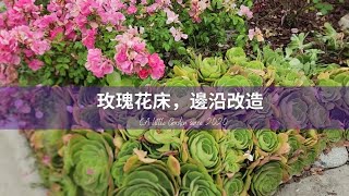 玫瑰花床，邊沿改造-龍沙寶石/Eden,微風香水/Perfume Breeze