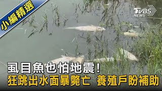 虱目魚也怕地震!狂跳出水面暴斃亡 養殖戶盼補助｜TVBS新聞