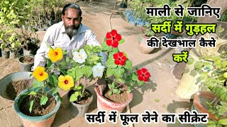 माली से जानिए गुड़हल की सर्दी में देखभाल कैसे करे ।। Winter care tips for hibiscus plant