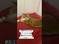 人間をダメにするクッションは猫もダメにする shorts