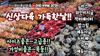 봄신상다육 가시와다육이마을에 가득채웠어요!! 붉은빛감 노란빛감 통통하고 짧구 단단한 다져진 착한다육으로  깔았네요☆카스 빅터레이터 밥그림 수련 두들누비제나꿀벅지등