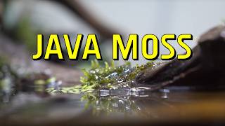 Java Moss Live Aquarium Plant Complete Guide