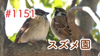 スズメさんの日常#1151/神奈川県