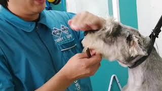 Corte de Schnauzer con máquina