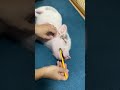 【マイクロブタのこんぶーちゃんの歯磨き】 マイクロブタ pig かわいい shortvideo ペット 癒し ＃歯磨き はなかっぱ micropig