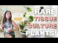 Growing my💰RARE💰 Plant for CHEAP from TISSUE CULTURE | Houseplant Care + Tips | Variegated Alocasia