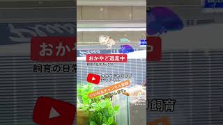 【オカヤドカリ飼育の日常035】#shorts #オカヤドカリ #飼育 ＃逃走中