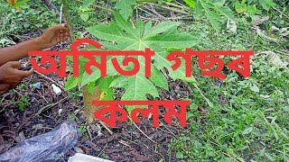 অমিতা গছৰ কলম কেনেদৰে কৰিব