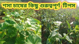 আগাম বর্ষাকালীন শশা চাষ পদ্ধতি / বর্ষাকালীন শসা চাষ / শশা চাষ/শসা চাষ / মাচায় শসা চাষ