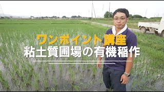 「粘土質圃場の有機稲作」有機稲作のワンポイント講座（NPO法人 民間稲作研究所 ）