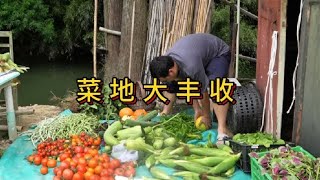 我的菜园种了哪些蔬菜 #农业种植 #三农 #种植小技巧 #种植